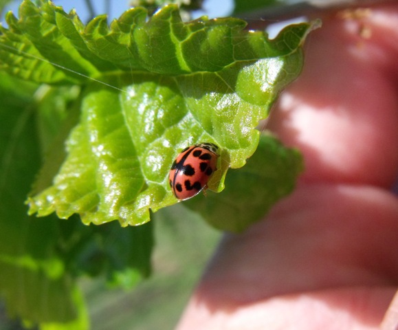 Coccinellide da ID: Oenopia conglobata